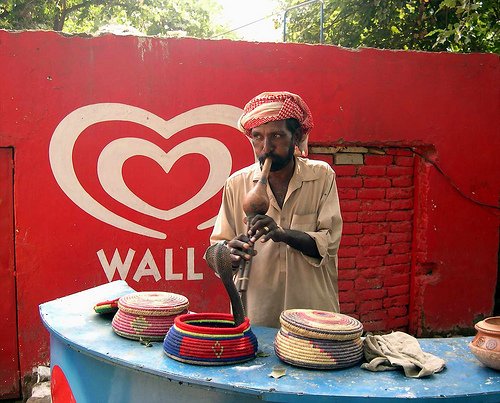 The Snake Taming Festival taming cobra