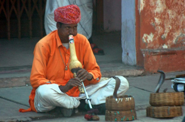 The Snake Taming Festival taming cobra