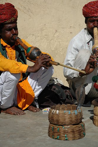 The Snake Taming Festival taming cobra