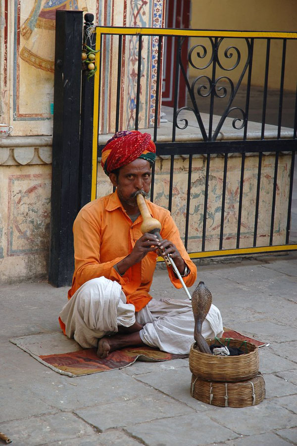 The Snake Taming Festival taming cobra