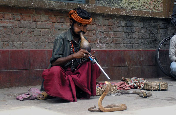 The Snake Taming Festival taming cobra
