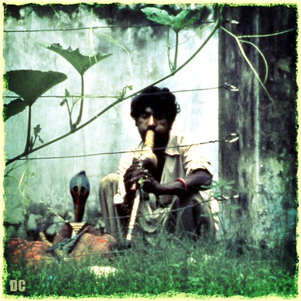 The Snake Taming Festival taming cobra