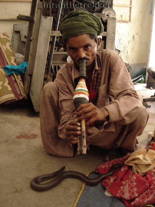 The Snake Taming Festival taming cobra