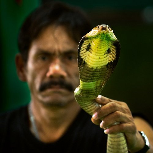 The Snake Taming Festival taming cobra