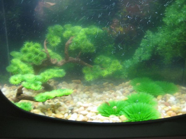 old tv aquarium