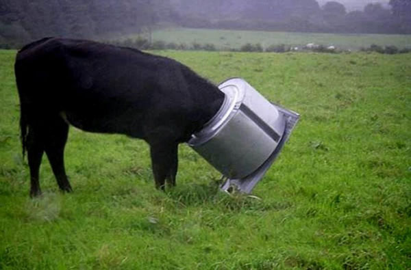 stuck cow