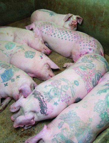 pig tattoo art