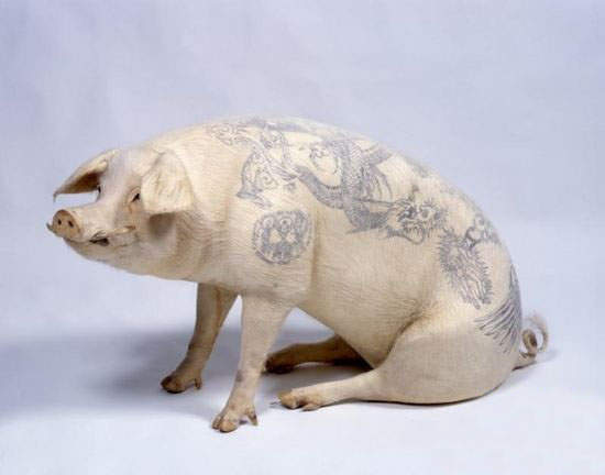 pig tattoo art