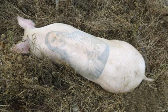 pig tattoo art