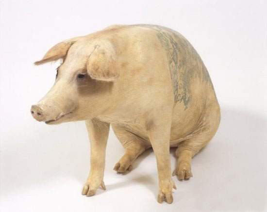 pig tattoo art