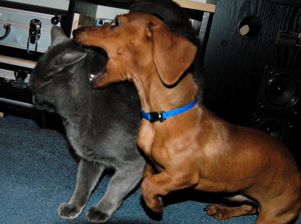 cat dog love