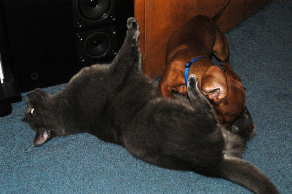 cat dog love