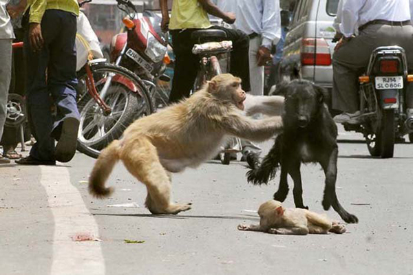 monkey vs dog