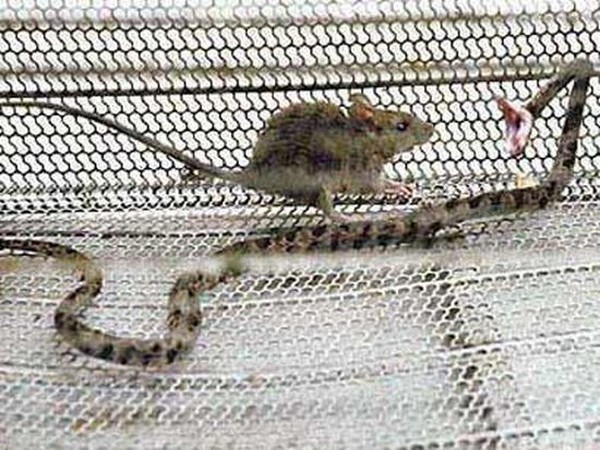 mouse vs. snake