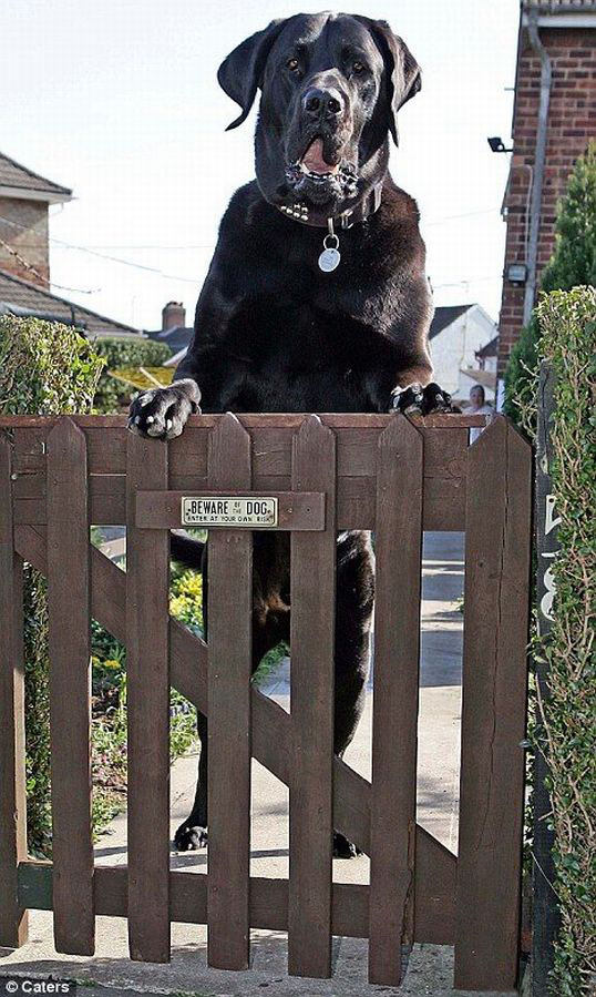 Samson biggest dog in UK