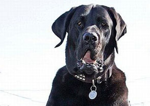 Samson biggest dog in UK