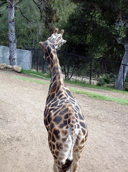 Gemina Giraffe