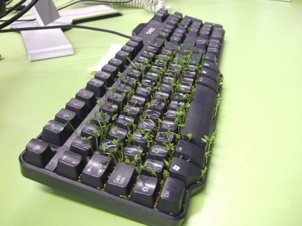 office grass keyboard