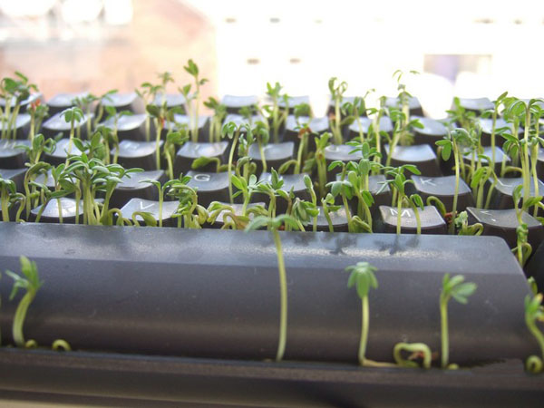 office grass keyboard