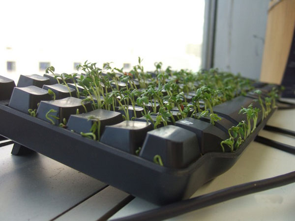 office grass keyboard