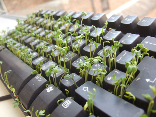 office grass keyboard