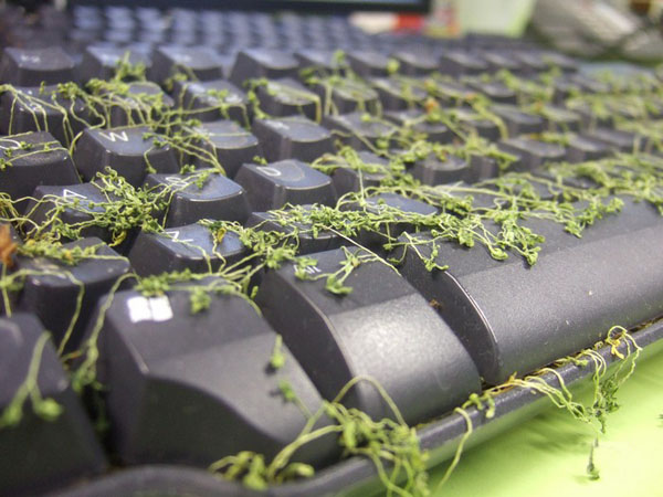 office grass keyboard