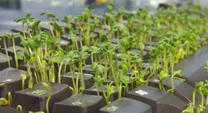 office grass keyboard