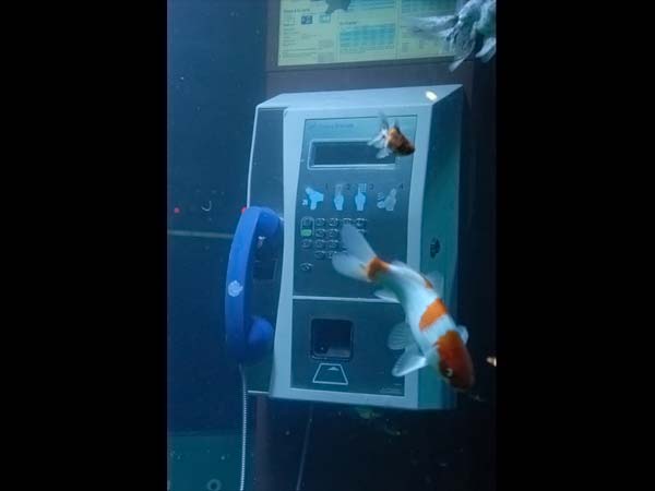 aquarium phone booth
